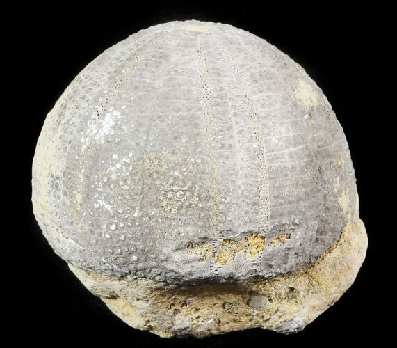 Jurassic, Fossil Echinoid (Eucosmus) - Garsif, Morocco #46385